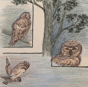 colored-pencil-drawing-of-three-great-horned-owls