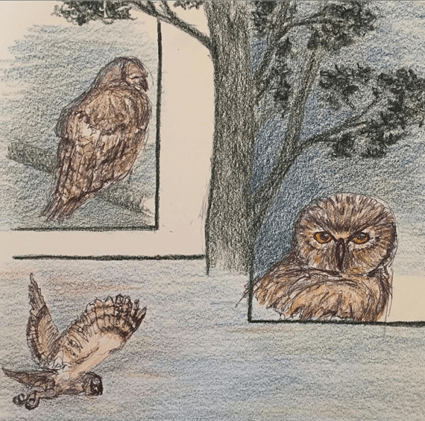 colored-pencil-drawing-of-three-great-horned-owls