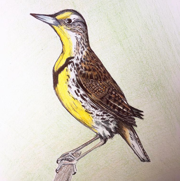 colored-pencil-drawing-of-western-meadowlark-perched-on-branch