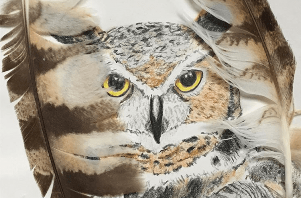 colored-pencil-drawing-of-great-horned-owl-with-feathers-framing-sides-of-paper