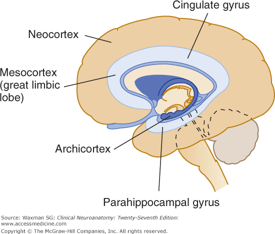 limbic system