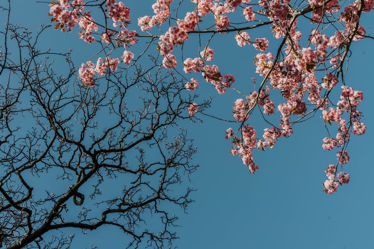 worm's-eye-view-of-one-bare-cherry-blossom-tree-and-one-with-blossoms-against-blue-sky