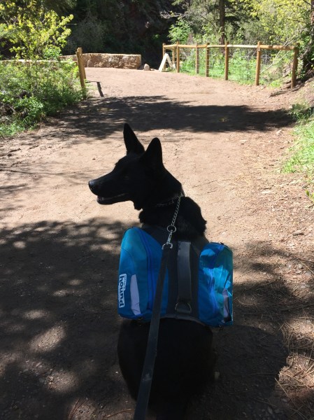 black-dog-in-profile-sitting-with-hiking-day-dog-pack-on-back