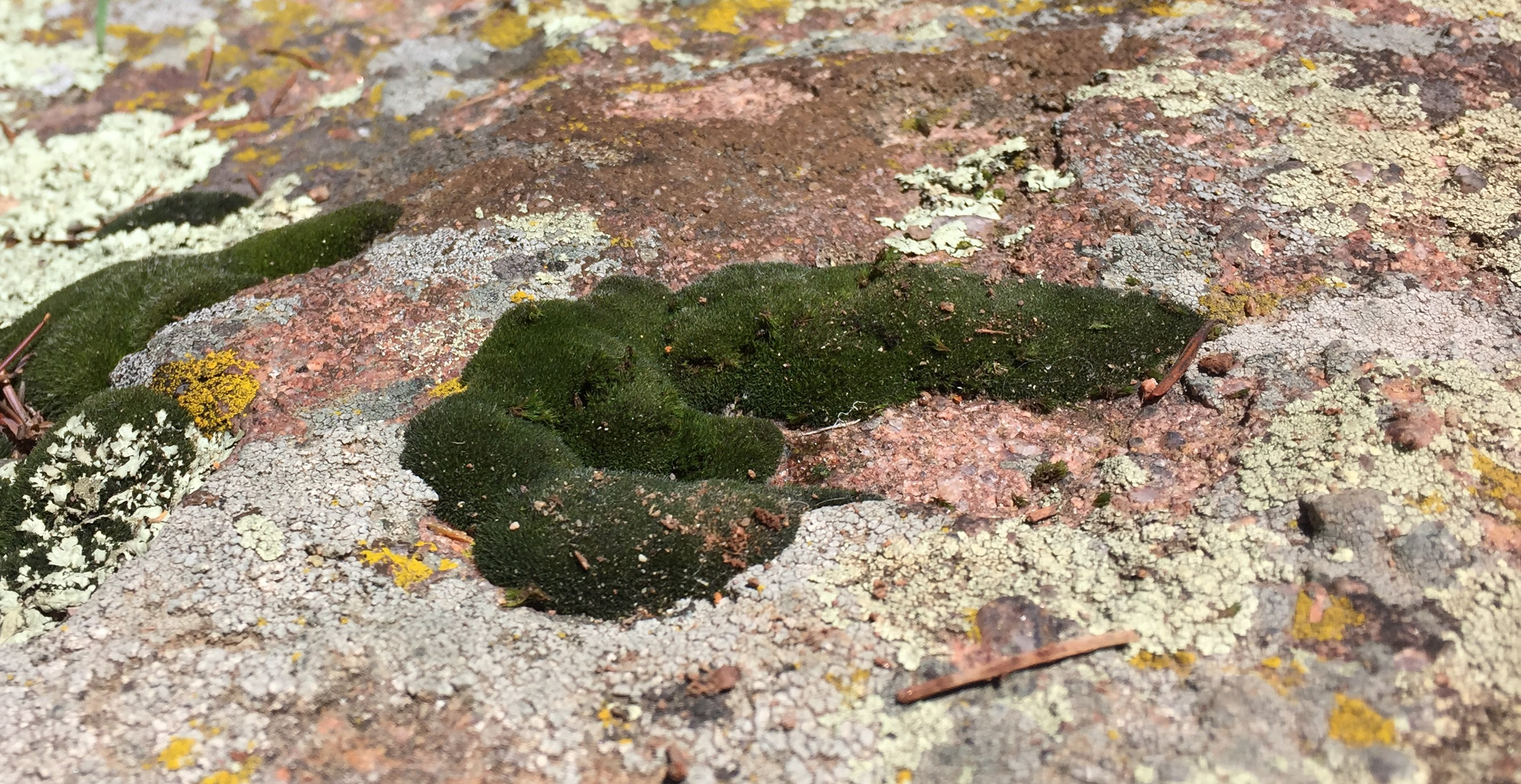 close-up-of-green-moss-on-multi-colored-rock