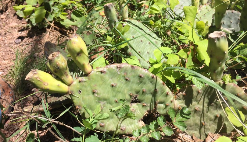 prickly-pears-in-rocky-mountains