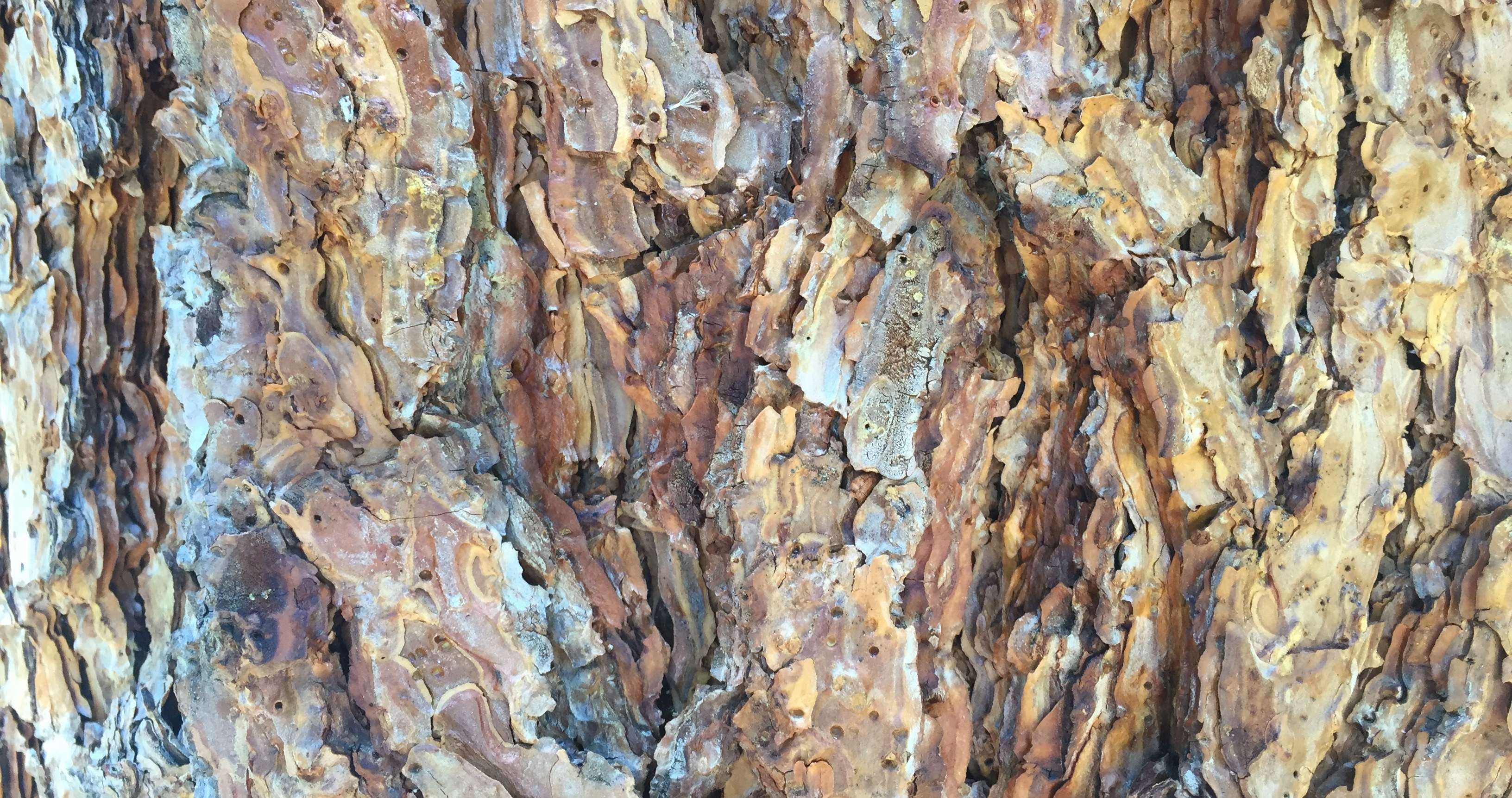 ponderosa-pine-bark