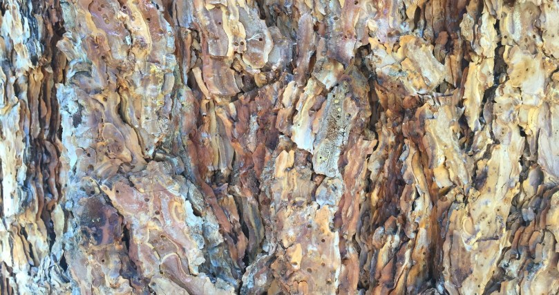 ponderosa-pine-bark