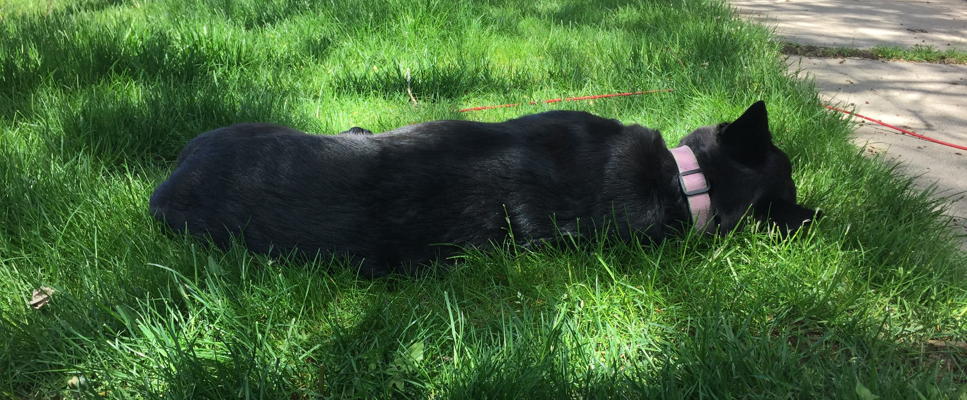 black-dog-sleeping-on-side-in-grassy-lawn