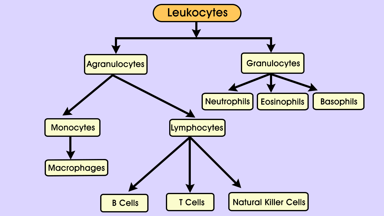 flow-chart-of-types-of-leukocytes