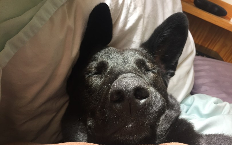 portrait view of black dog with pointy ears sleeping on bed with pillows