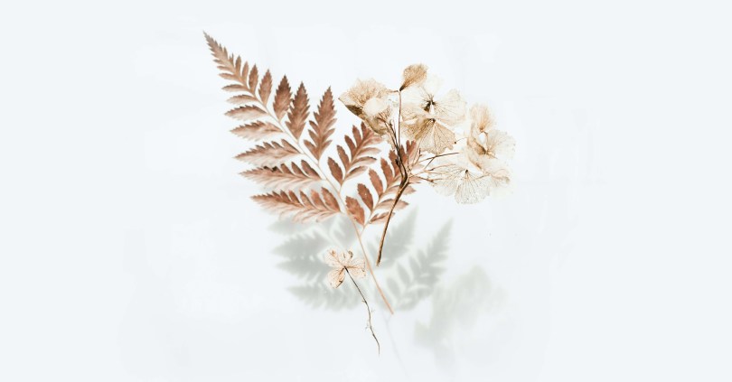 An arrangement of tan plants with a fern and a dried cluster of white flowers on a light background.