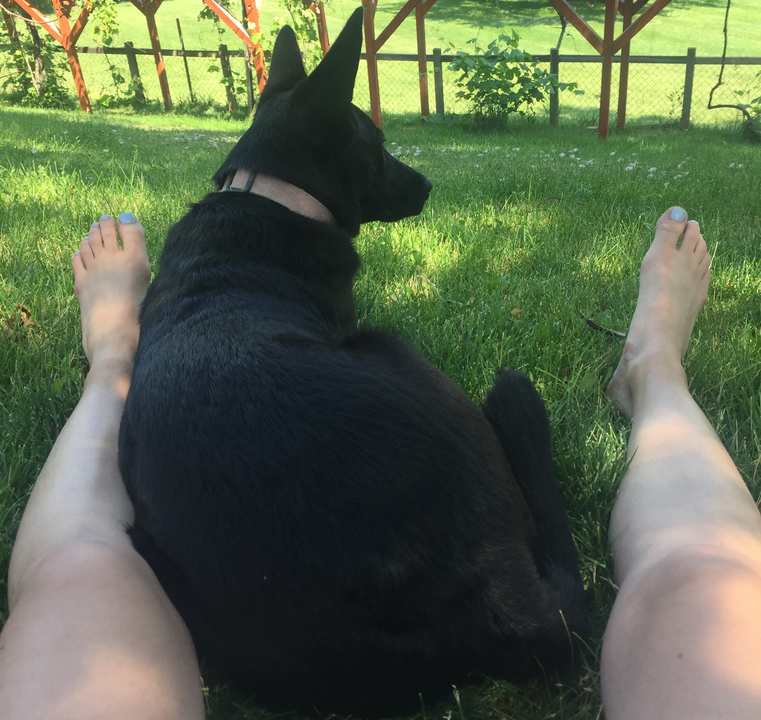black dog with pointy ears laying in grass between person's outstretched bare legs