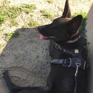 black dog with pointed ears panting while lying in shade next to concrete structure