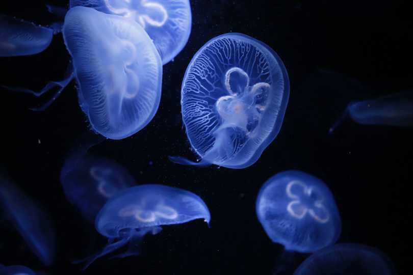 Several luminescent blue jellyfish deep underwater in dark ocean