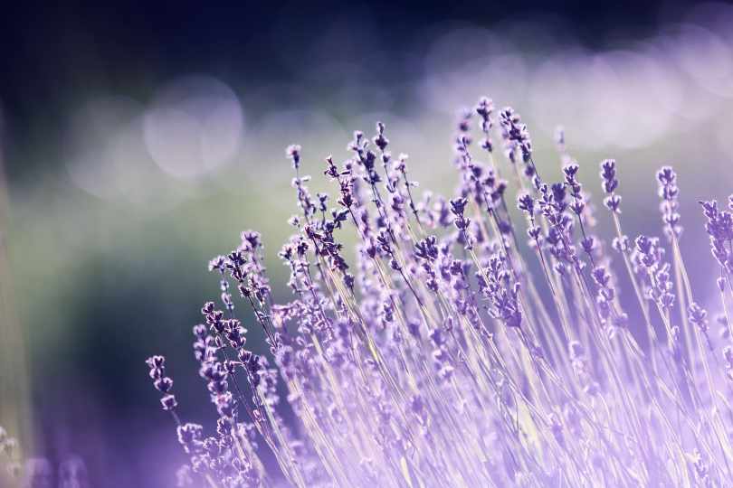 Tall stalks with tiny purple flowers and a blurry background