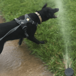 black dog biting stream of water from sprinkler