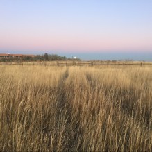 tall, yellow grass with overgrown tire tracks and pink sunset