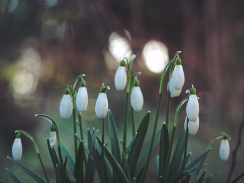 white bell-shaped flowers pointed down during dusk light