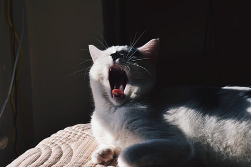 grey cat in sunlight yawning