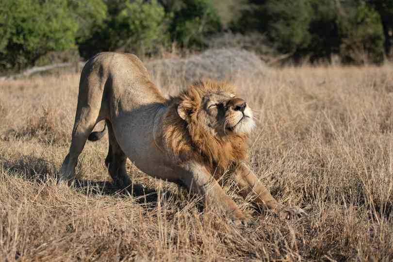 A male lion stretching in the downward dog pose in a field of tall grass