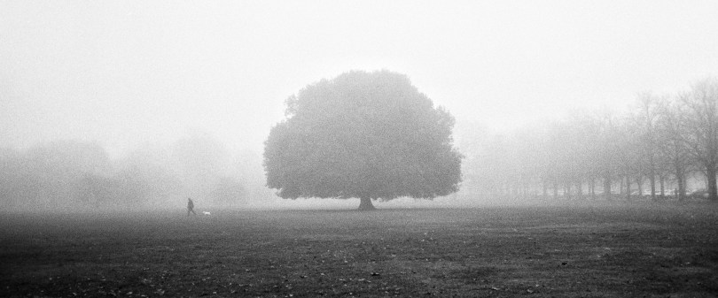 A wide, leafy tree in a field filled with fog and one person walking.