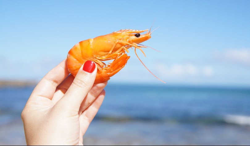A hand with red nail polish holding a live shrimp in the air by the ocean