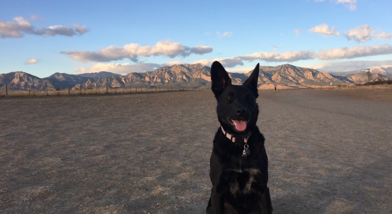 black-dog-with-pointy-ears-sitting-near-mountains
