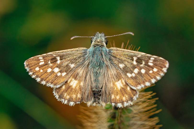A brown fuzzy moth with its wings outspread