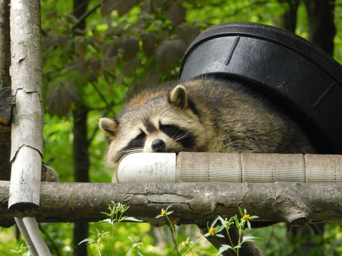 tired raccoon lying on platform with black container on its back and foliage in background
