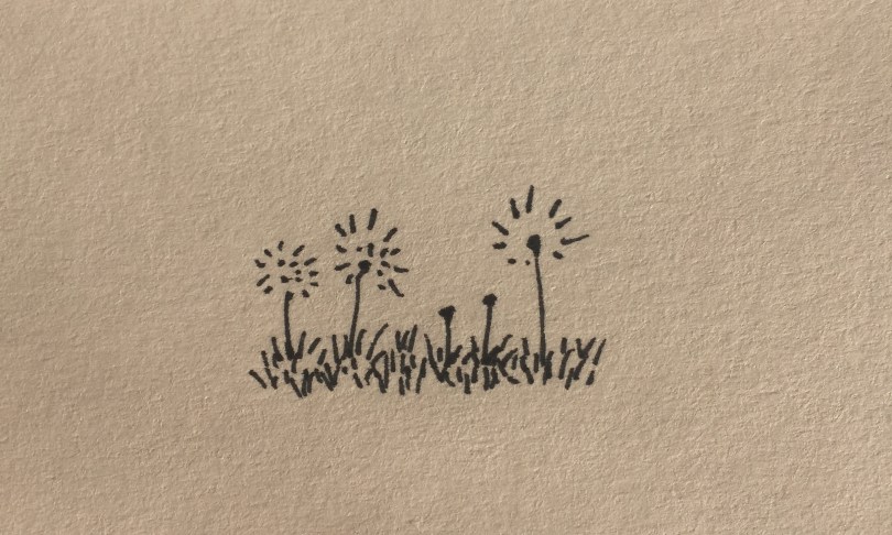 ink drawing of dandelion seed heads growing in grass