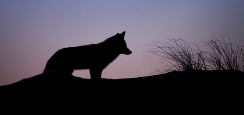 silhouette of wolf standing on ridge with tall grass at sunset