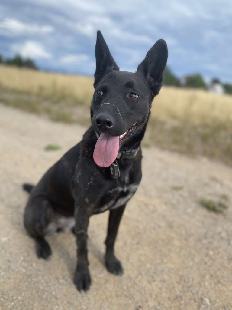 A black dog with pointy ears sitting and panting outside