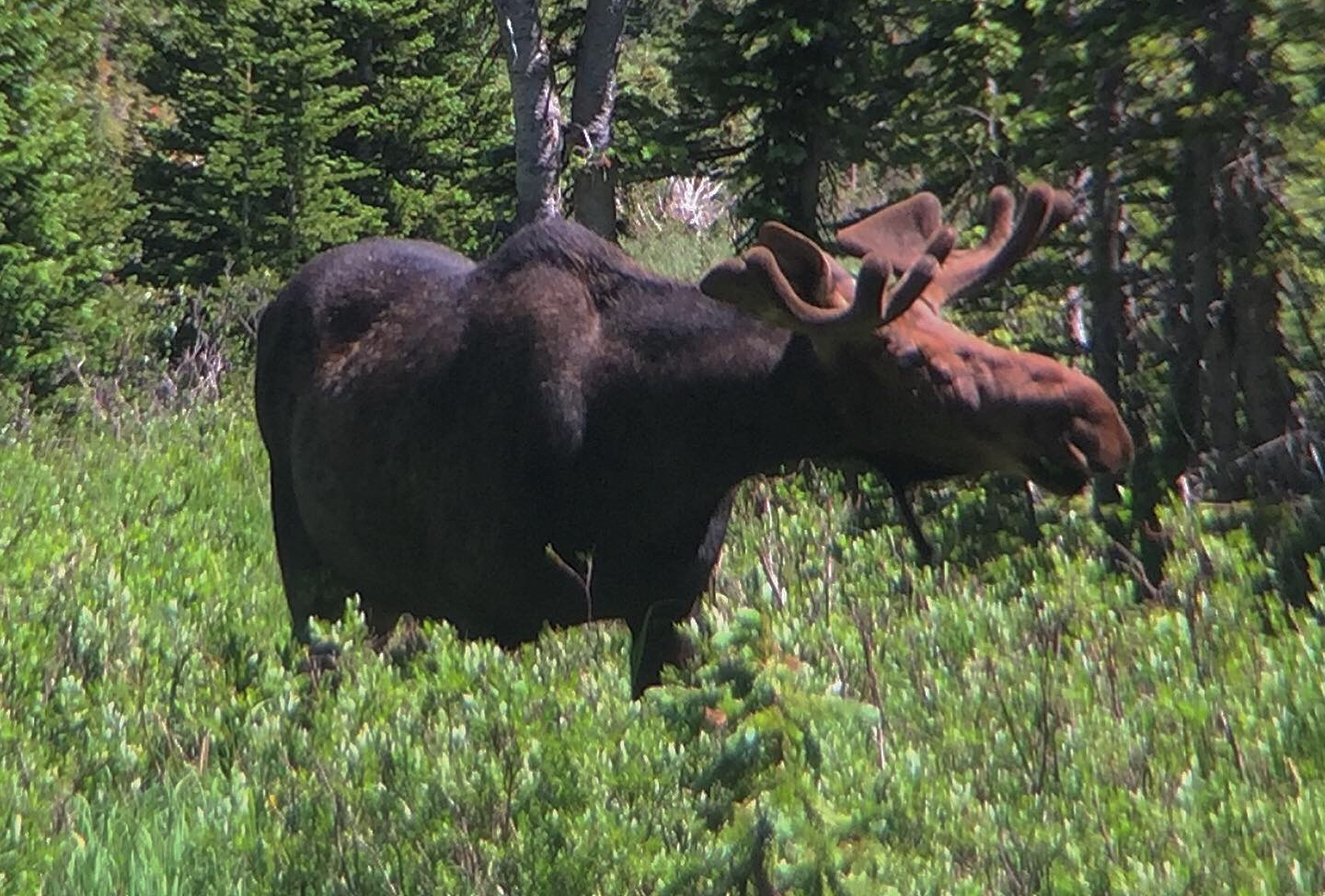 male-moose-standing-in-profile-in-vegetation