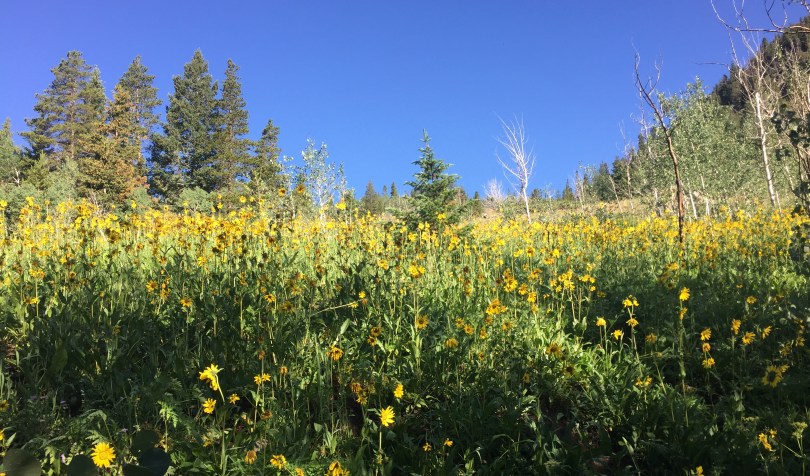 yellow-flowers-in-field-on-sunny-day-with-blue-sky