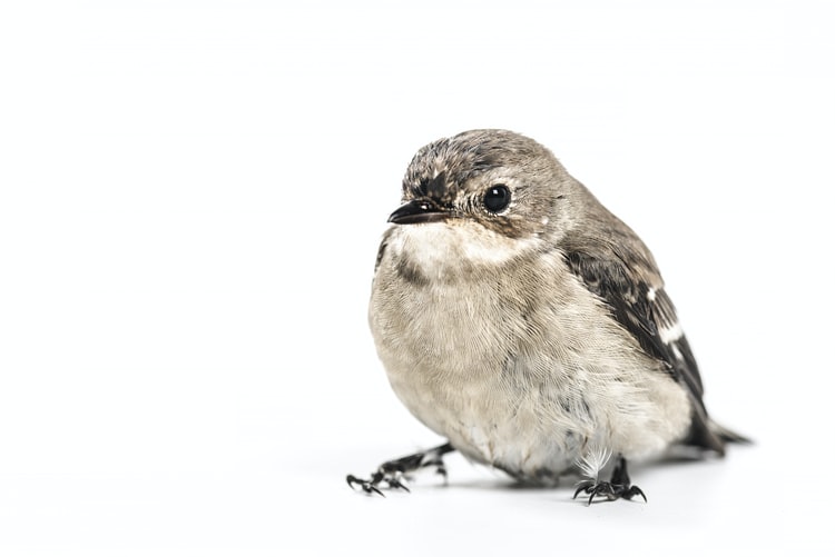small-songbird-sitting-on-white-surface-with-white-background