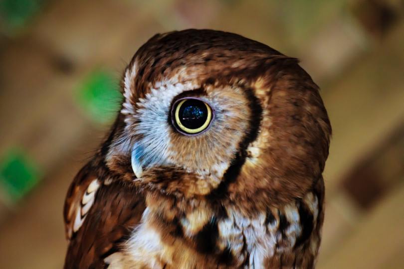 small-brown-and-white-owl-with-head-turned-to-side-and-large-yellow-eye