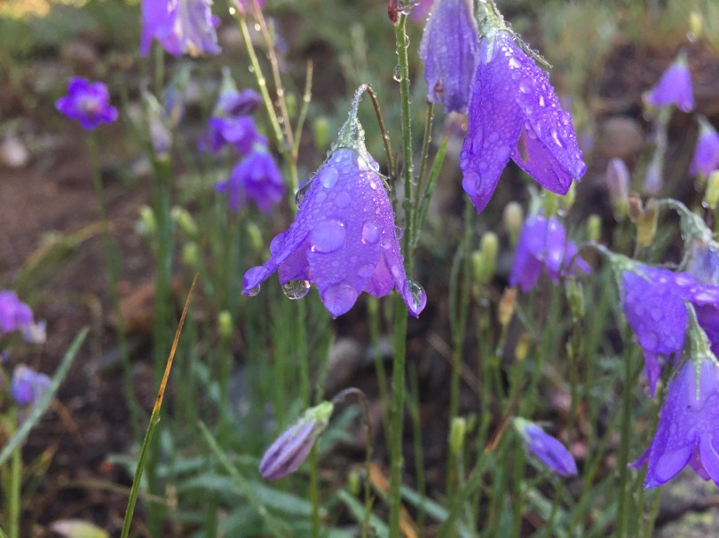 close-up-of-purple-bell-shaped-flowers-with-dew