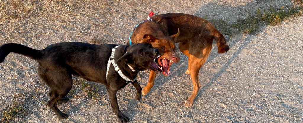 a-black-dog-and-a-red-brown-dog-playing-with-mouths-open-next-to-each-other-showing-teeth-outdoors