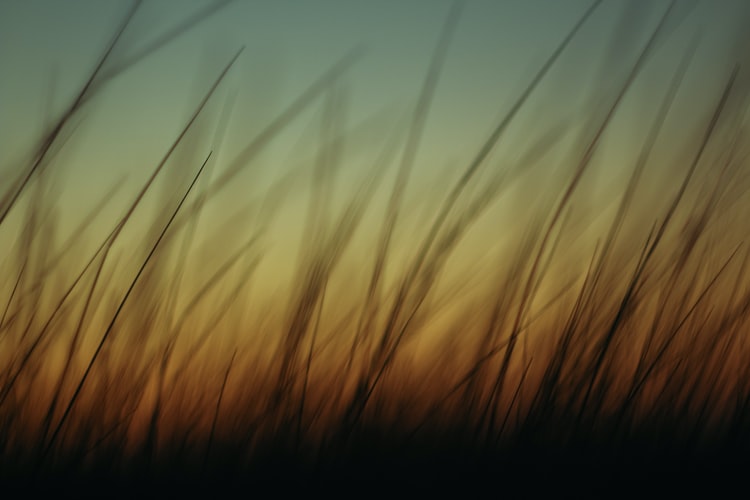 blurry-photo-of-grass-from-ground-level-with-gradient-of-light-in-background-from-sunset