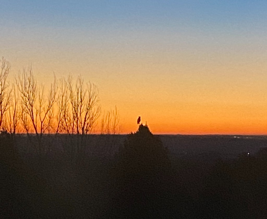 sunrise-with-silhouette-of-owl-perched-at-top-of-pine-tree