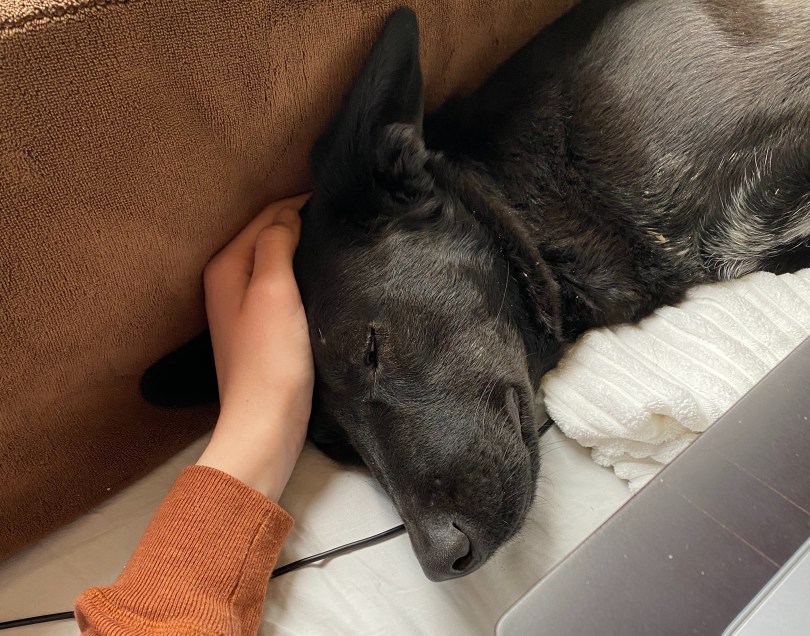 left-hand-on-head-of-sleeping-black-dog-with-pointy-ears