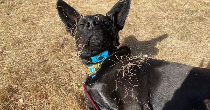 black therapy dog with pointy ears laying on side raising head with one eye closed while covered in dry grass