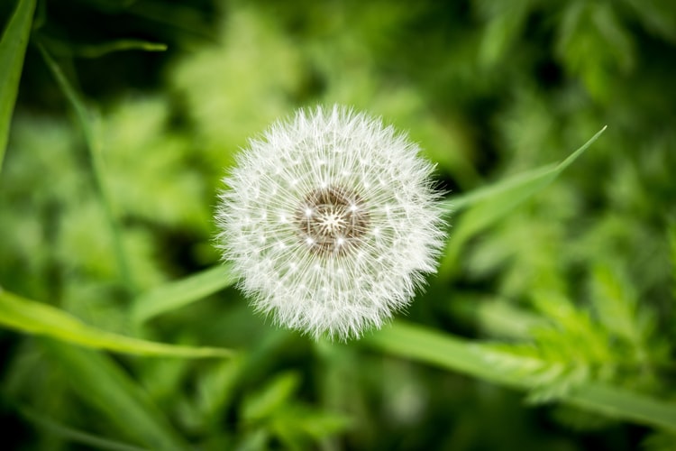 close-up-of-dandelion-seed-head-with-green-grass-below