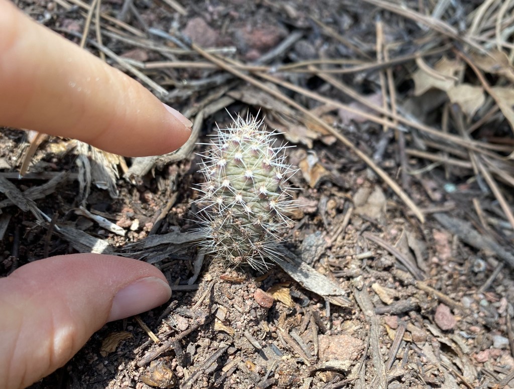 An index finger and thumb indicating the height of a small prickly pear paddle growing outside
