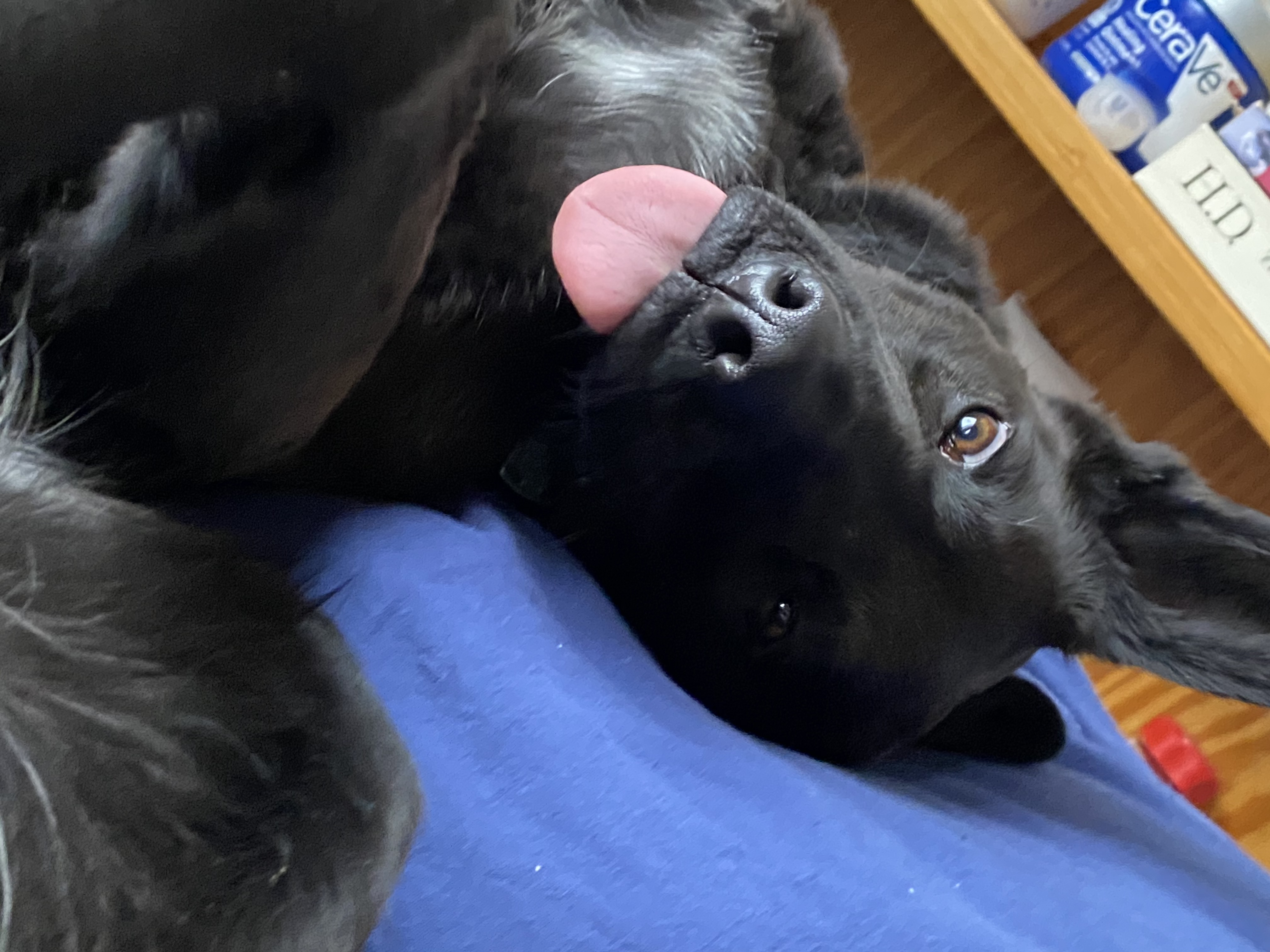 black-dog-with-pointy-ears-lying-on-blue-blanket-with-tongue-sticking-out