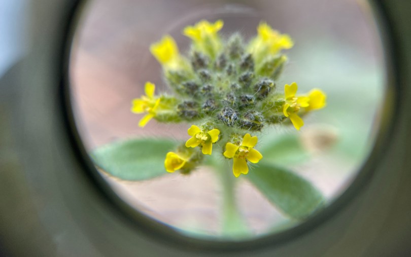 A close-up image through a magnifying glass of a plant with small yellow flowers
