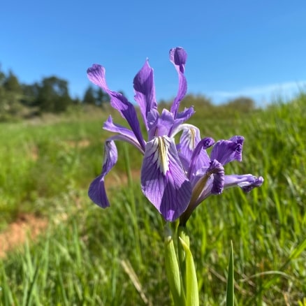 a purple iris in a green field with blue sky