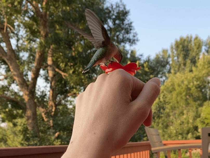 A metallic green hummingbird perched on a red plastic flower ring being worn by a hand held in the air with fingers bent.