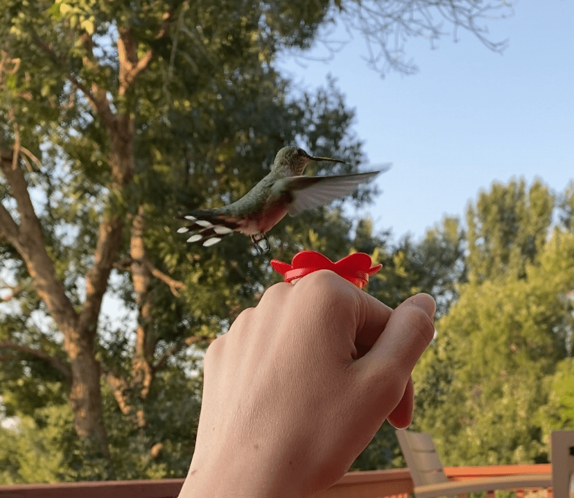 A brown and green hummingbird fluttering next to a fist with a red plastic flower ring