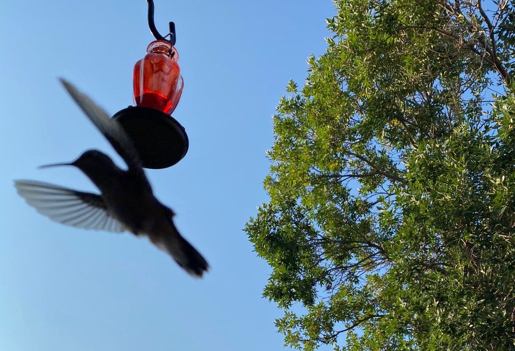 The silhouette of a hummingbird in flight near a green tree and a red hummingbird feeder